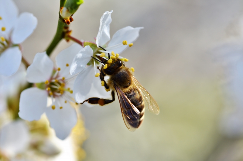 jardinerie-CAVALAIRE SUR MER-min_bee-4092986